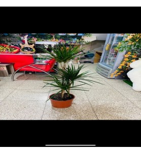 Saksı Çiçeği 3'lü Marginata